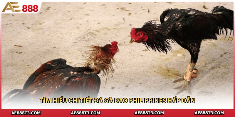 Tìm hiểu chi tiết đá gà dao philippines hấp dẫn